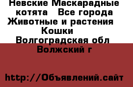 Невские Маскарадные котята - Все города Животные и растения » Кошки   . Волгоградская обл.,Волжский г.